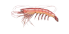 Argentine-Red-Shrimp.png