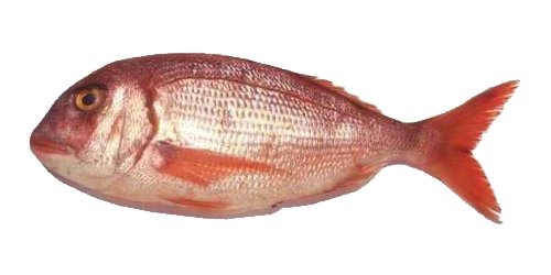Red Fish (GS)