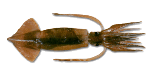 Argentine shortfin squid
