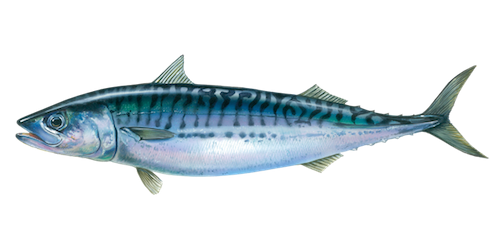 Atlantic Mackerel