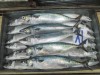 New-Sea-ApS---Chile---Sea-frozen-Mackerel-500-800-gr---XL-Fresh-1.jpg