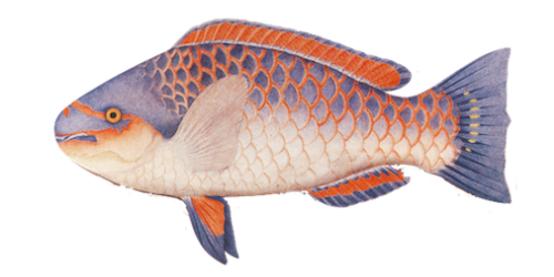 Guinean Parrotfish